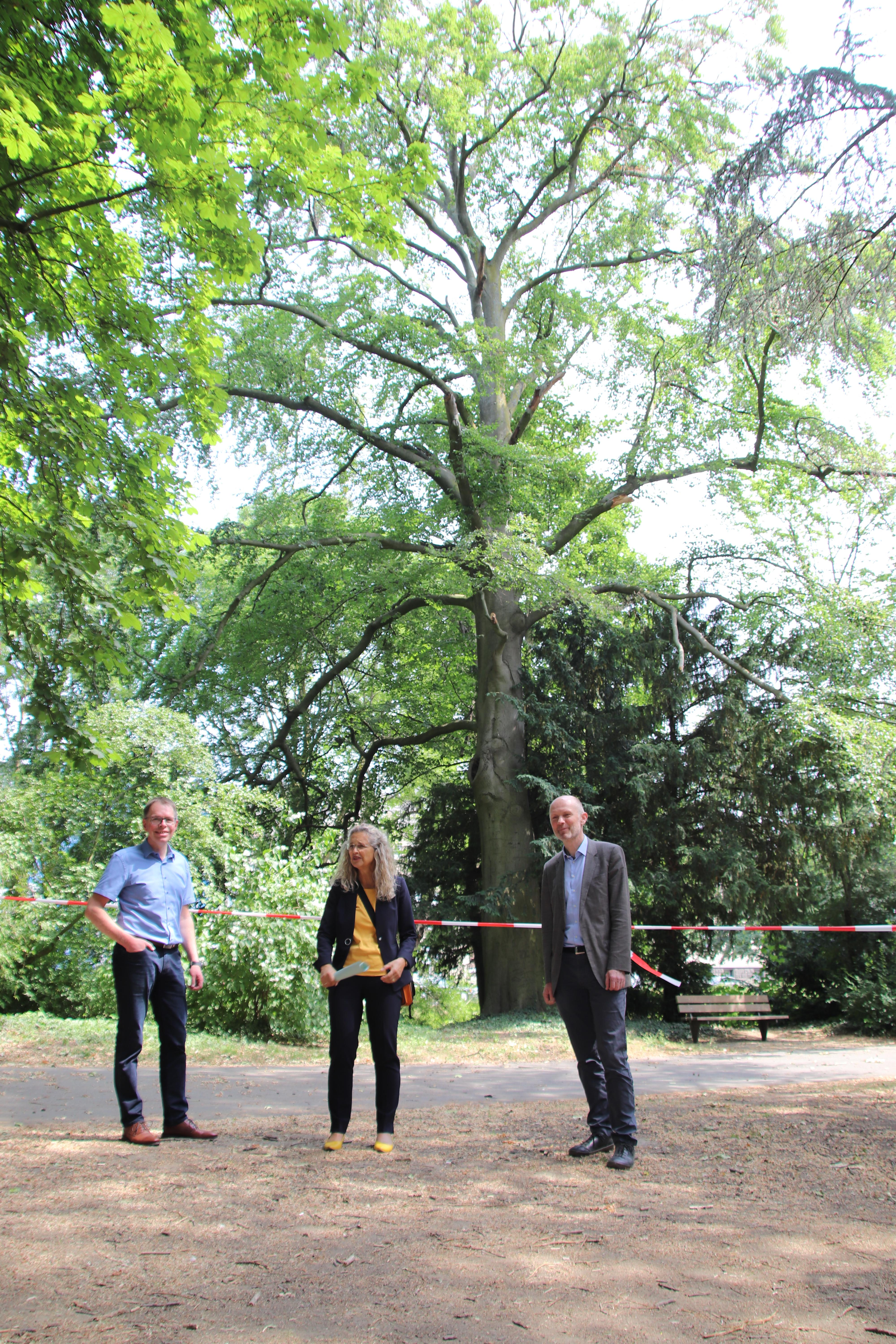 Ueber 100 Jahre alte Buche im Stadtgarten gefaellt 01.JPG