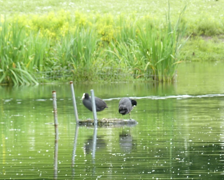 Ultraschallanlage mit Blesshühnern.jpg