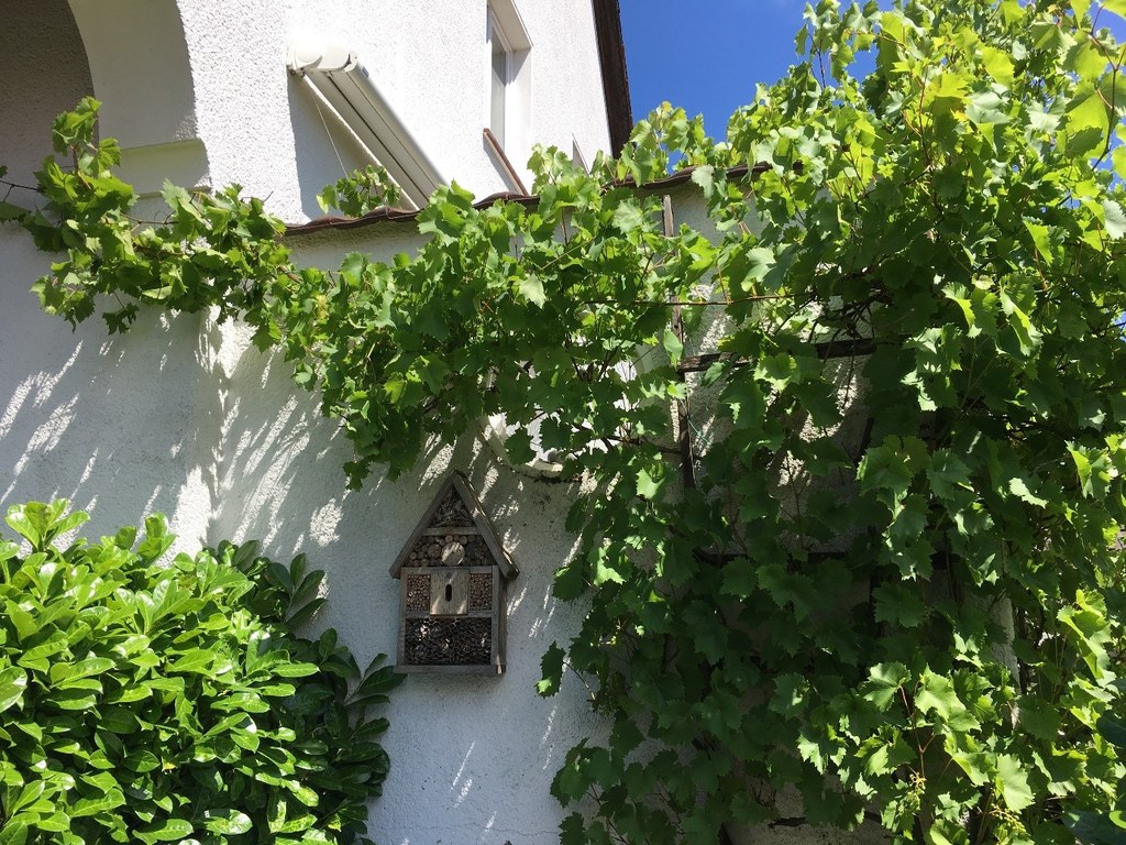 Begrünte Gartenmauer mit Bienenhotel.
