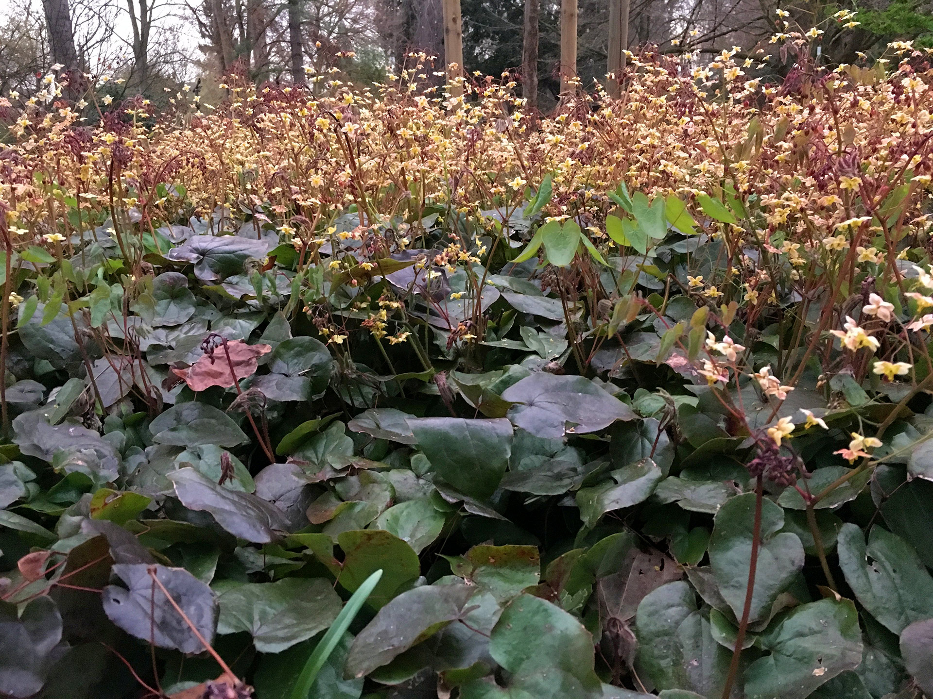 Botanischer Garten im April 2021: Epimedium