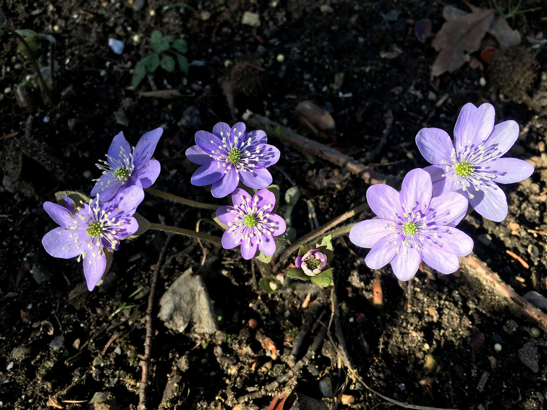 Botanischer Garten im April 2021: Leberblümchen