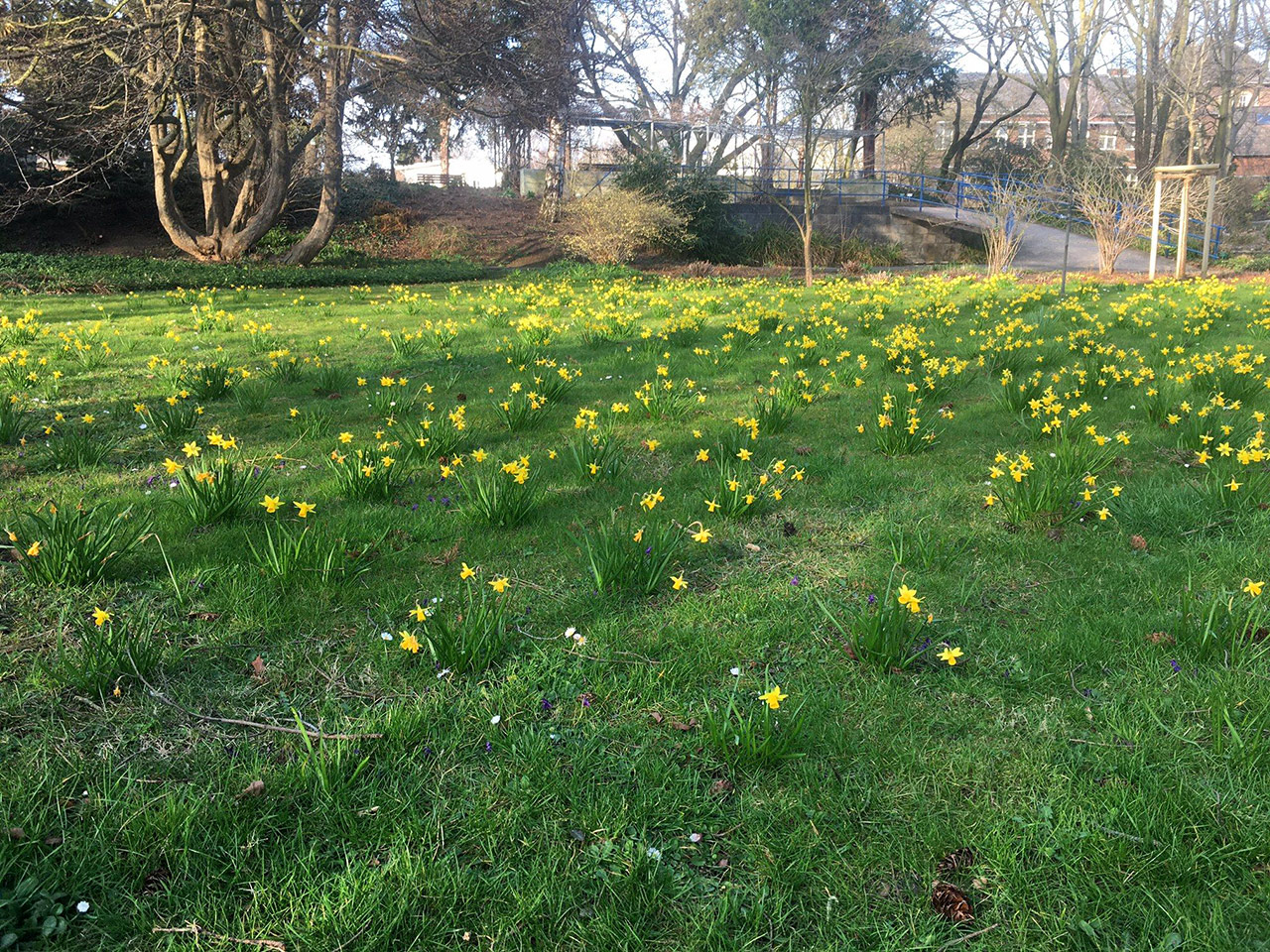 Botanischer Garten im April 2021: Narzissenwiese