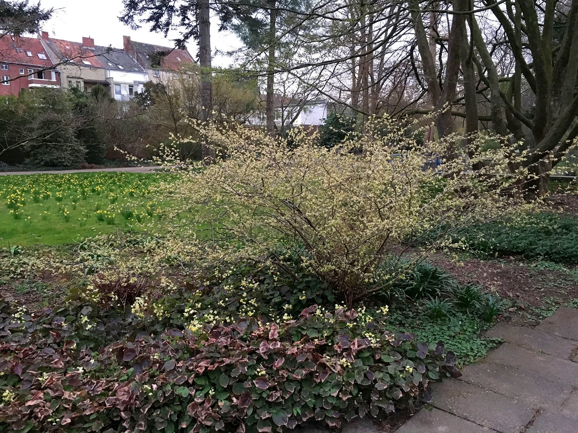 Botanischer Garten im April 2021: Scheinhasel