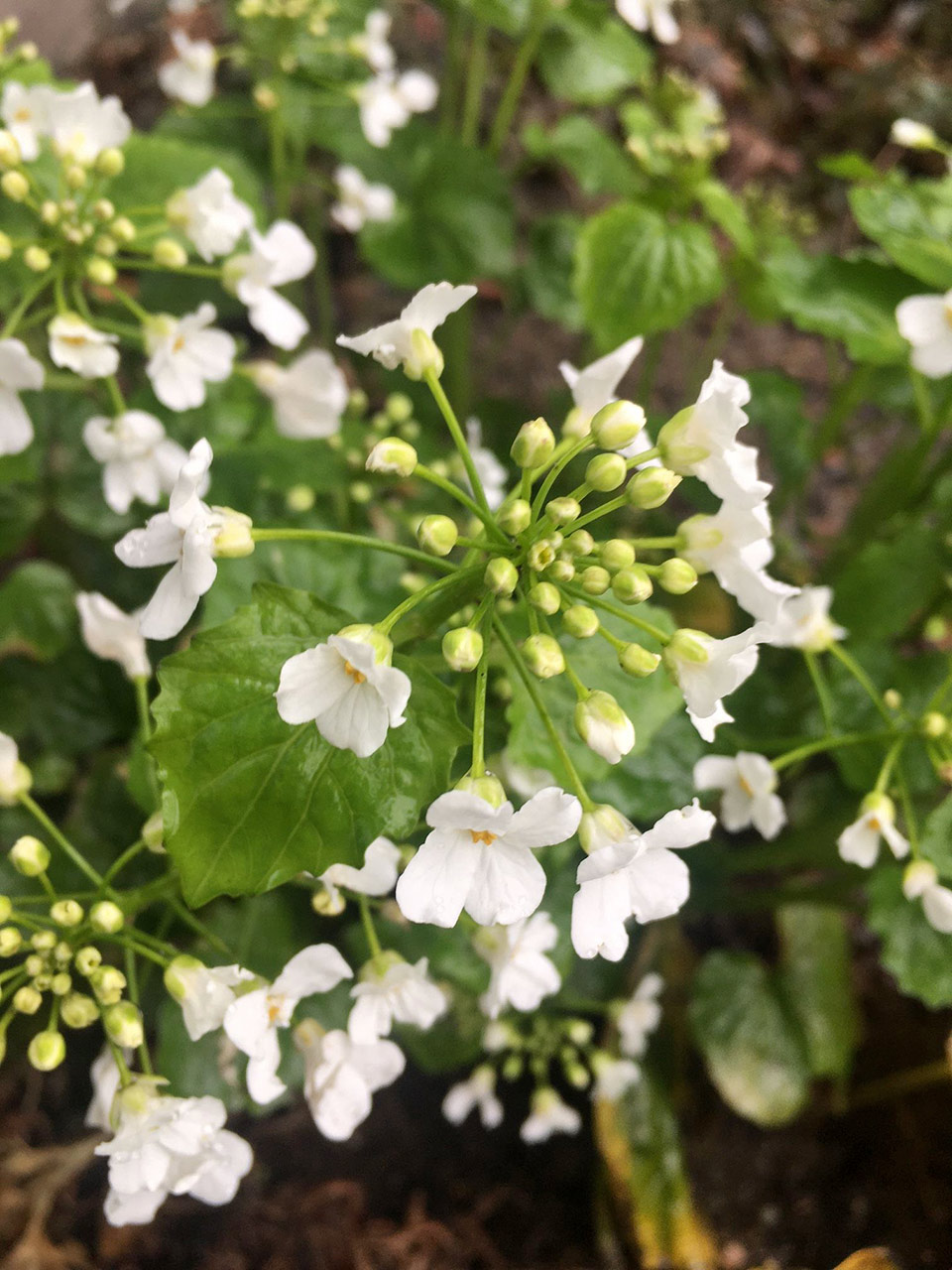 Botanischer Garten im Mai 2021: Scheinschaumkraut (detail)