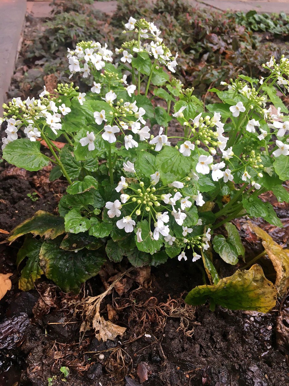 Botanischer Garten im Mai 2021: Scheinschaumkraut