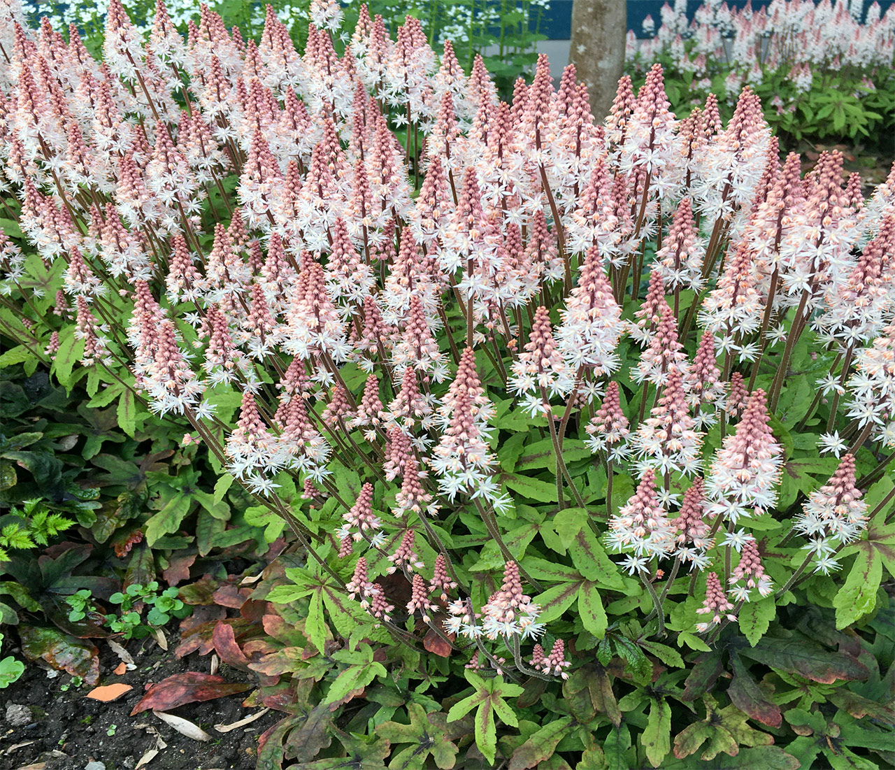 Botanischer Garten im Mai 2021: Tiarella (Blühbeginn)