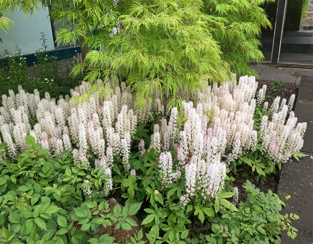 Botanischer Garten im Mai 2021: Tiarella