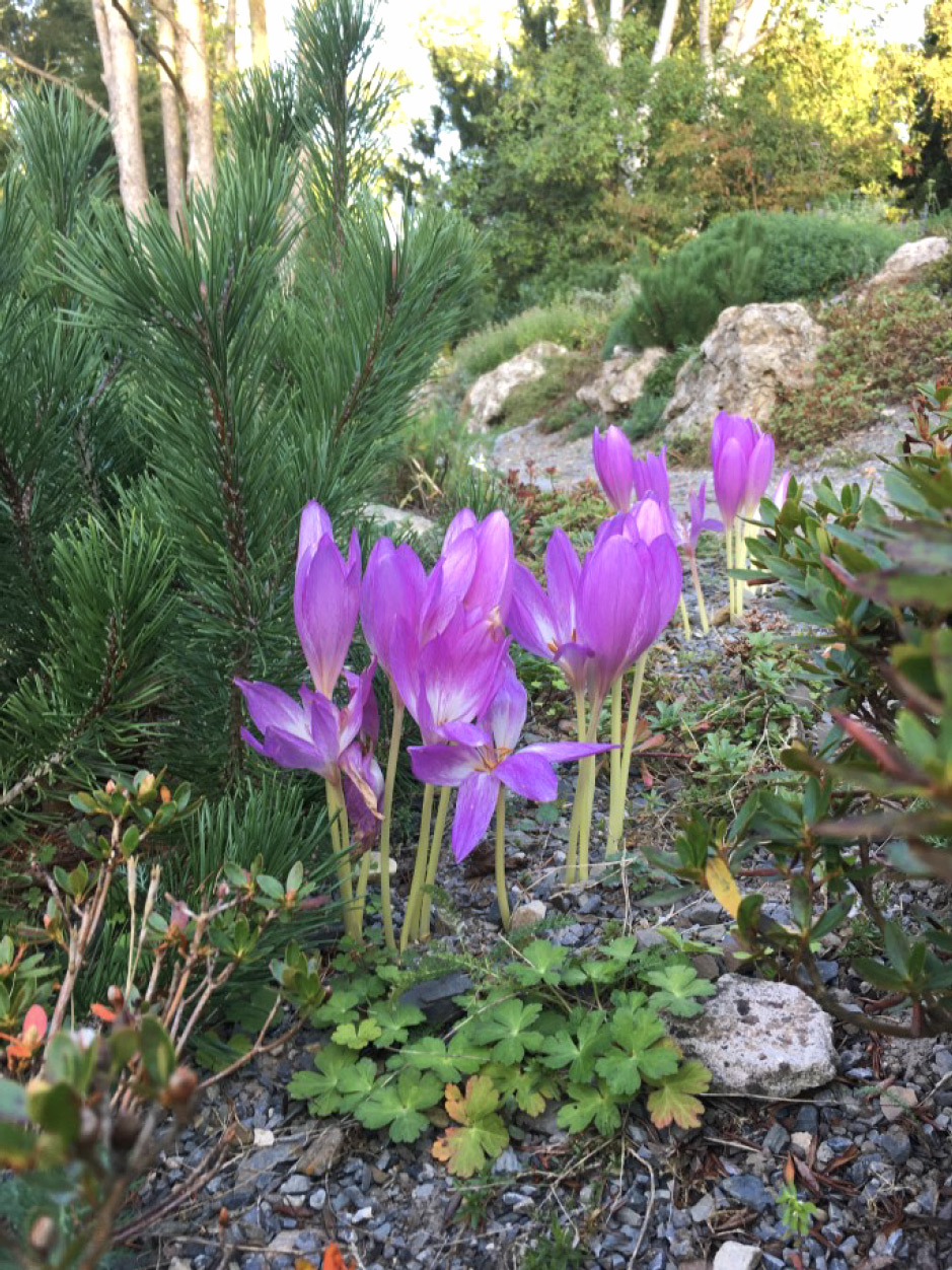 Botanischer Garten im September 2021: Herbstzeitlose (violett)