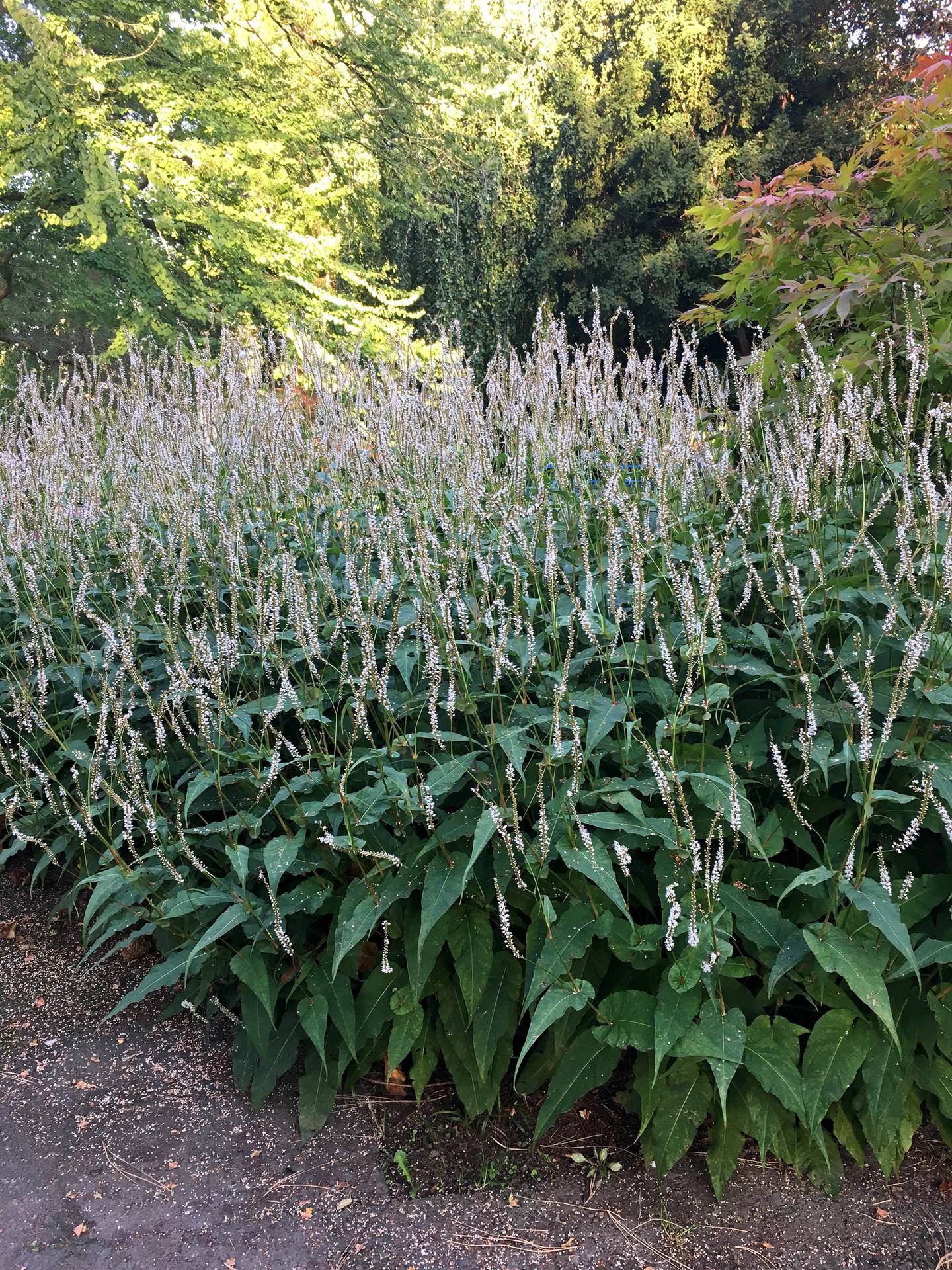 Botanischer Garten im September 2021: Schlangenknöterich