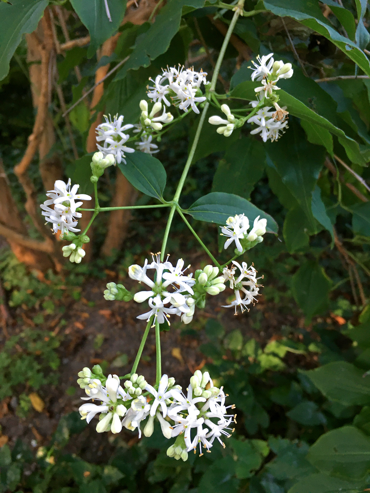 Botanischer Garten im September 2021: Strauch der sieben Söhne (Blüte)