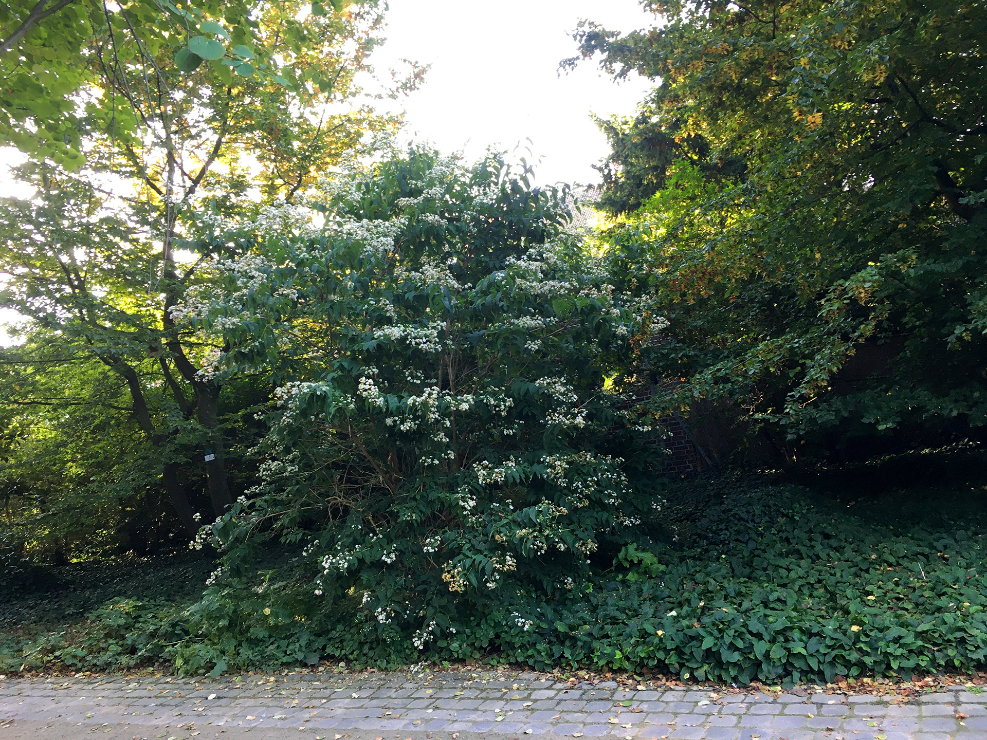 Botanischer Garten im September 2021: Strauch der sieben Söhne