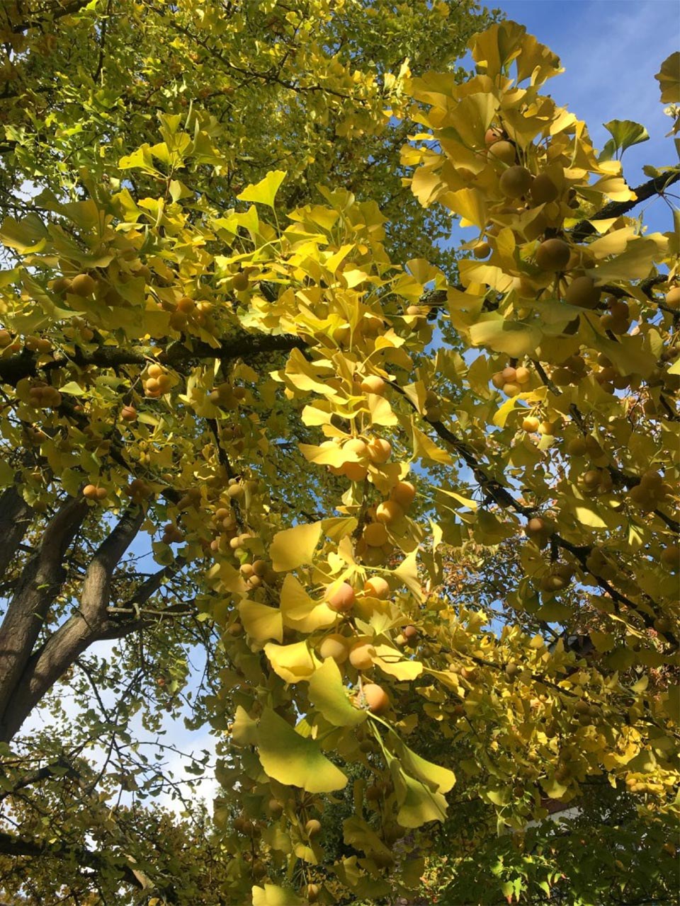 Oktober Rhein — im Botanischen Garten am Goldener Neuss Stadt Neuss der