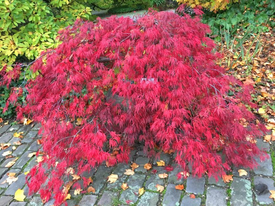 Botanischer Garten im Oktober 2021: Roter Schlitzahorn