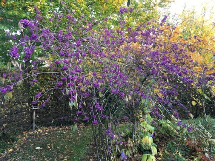 Botanischer Garten im Oktober 2021: Liebesperlenstrauch