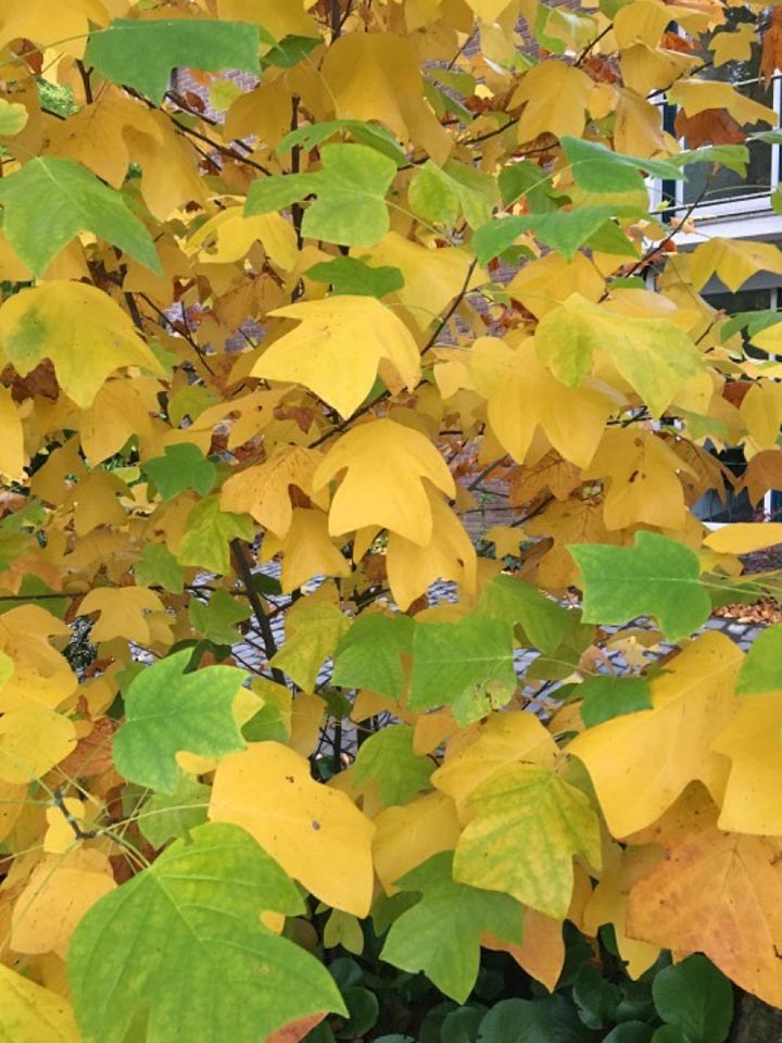 der Rhein Neuss Garten Oktober Botanischen Neuss am im — Stadt Goldener