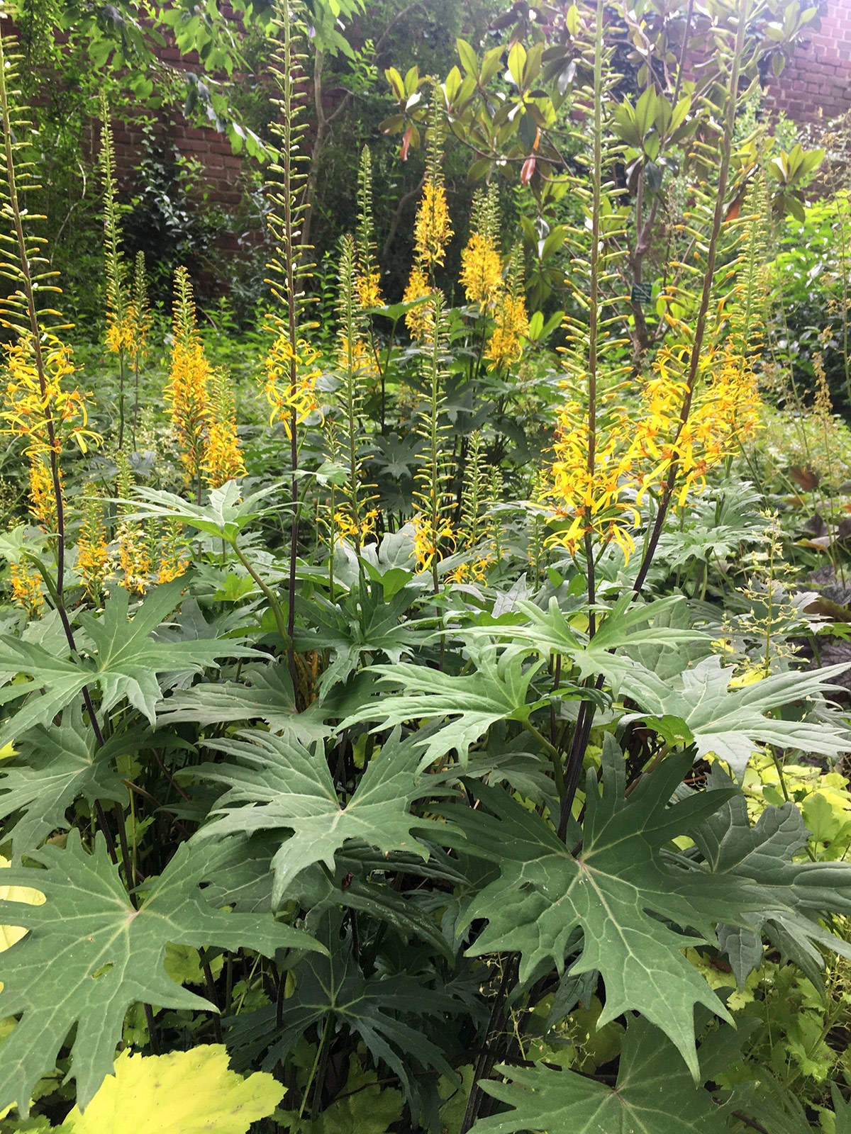 Ein goldgelber Hochsommerflor im Botanischen Garten der